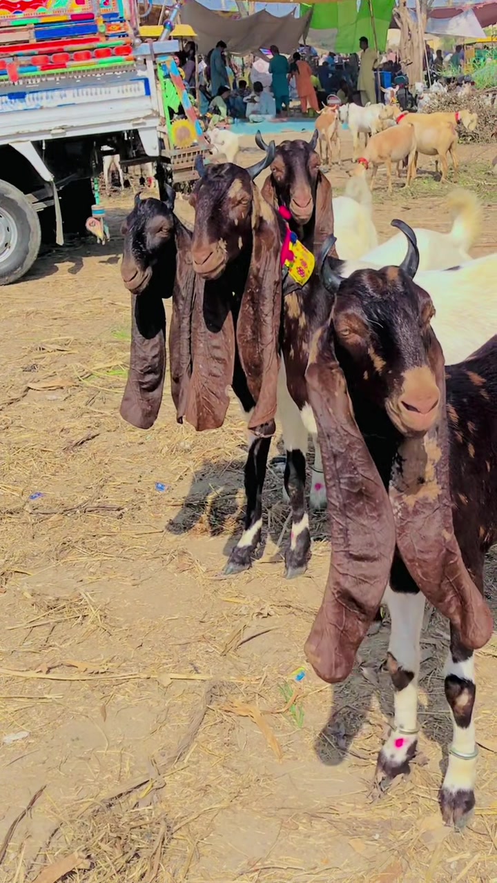 @✨.زاهد سولنگي واپاري. 🐐