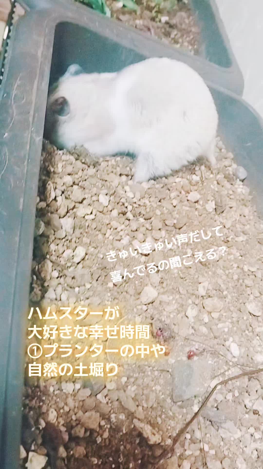 @🌿ありごれん🌿薬草🌿