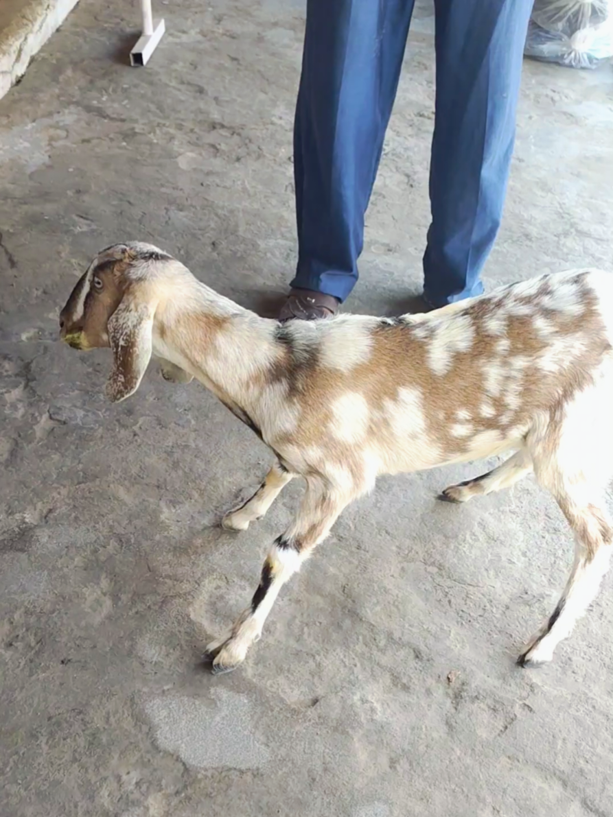 @Prajapati Agro Vet
