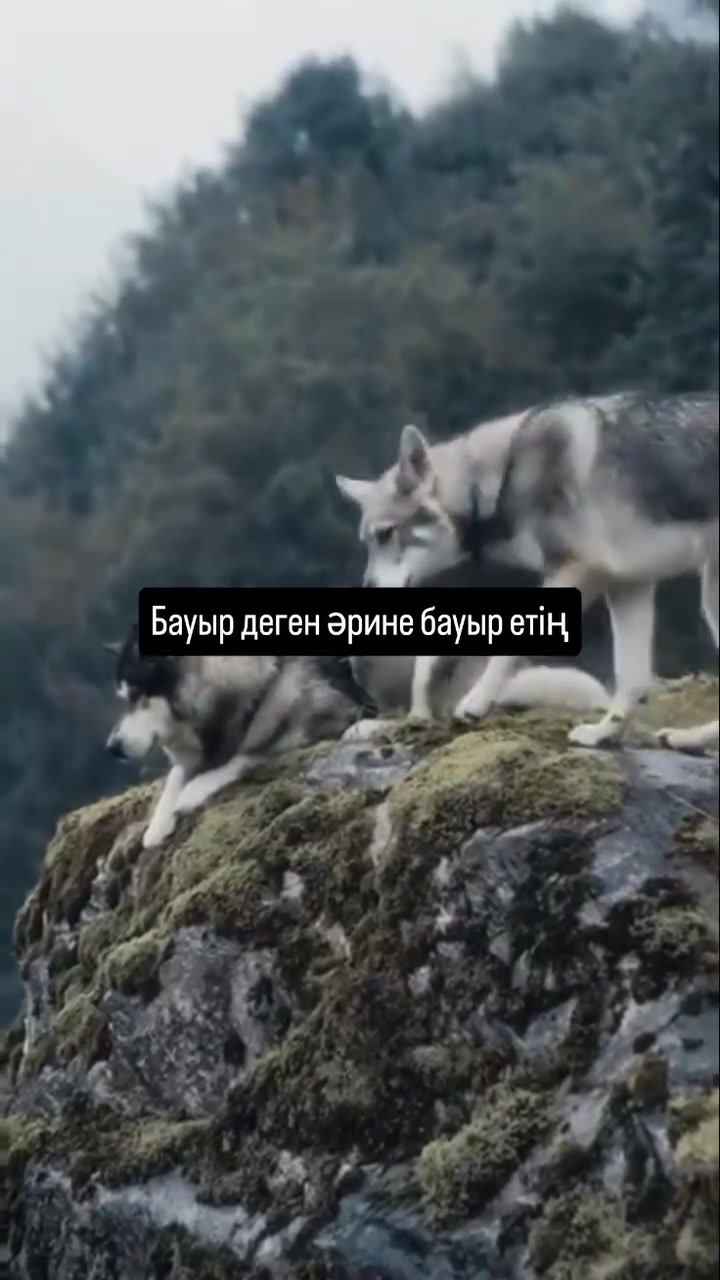 @Рахым Әбутәліп