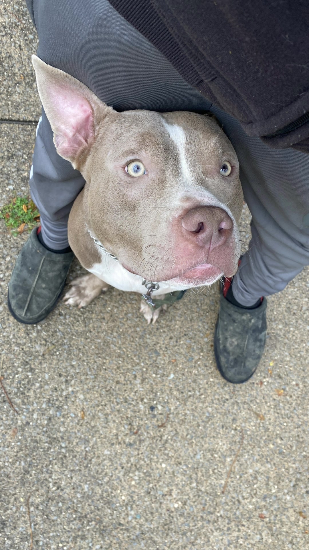 @Jay TheDog Trainer