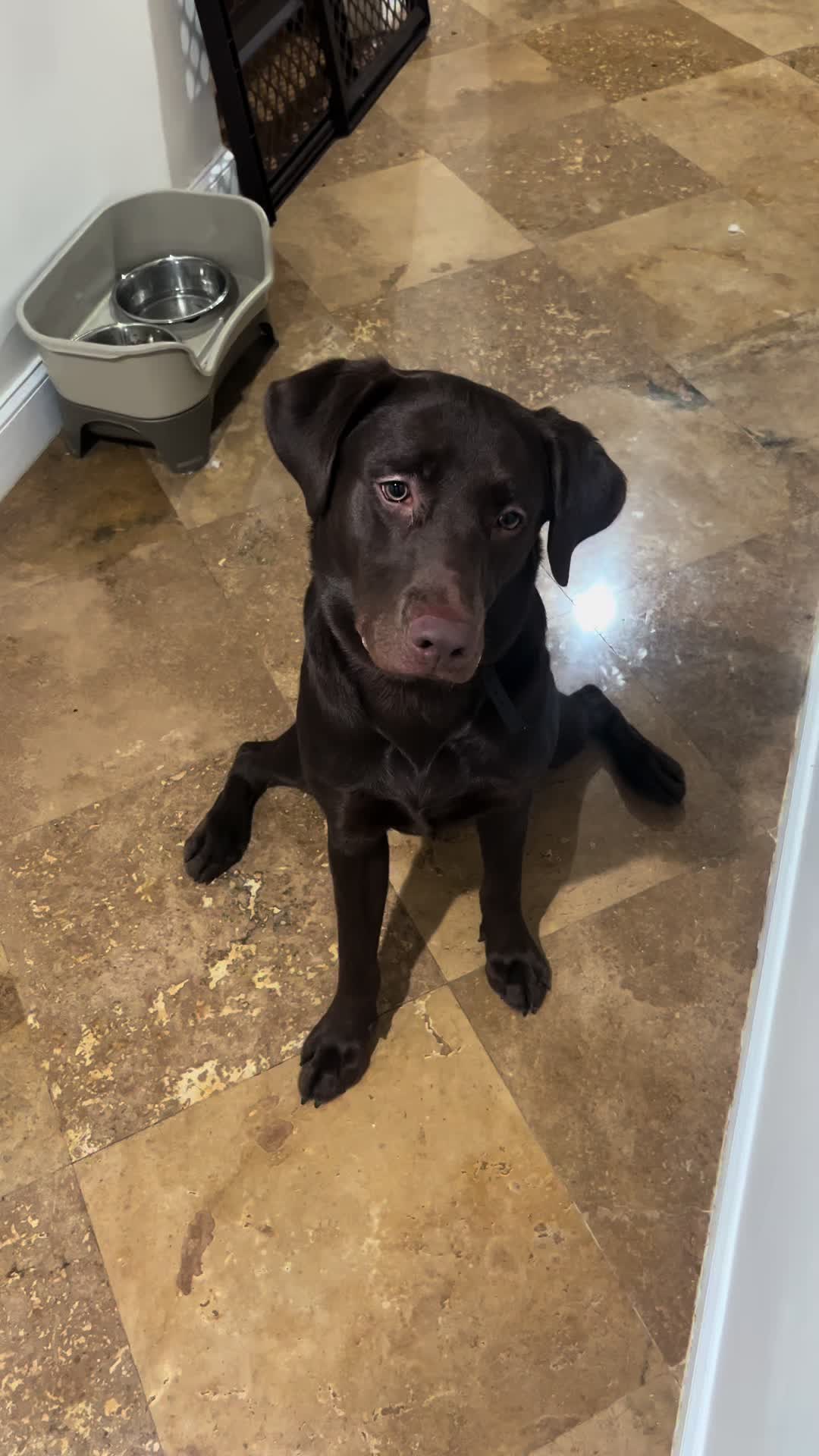 @Apollo the Choc Lab 🤎