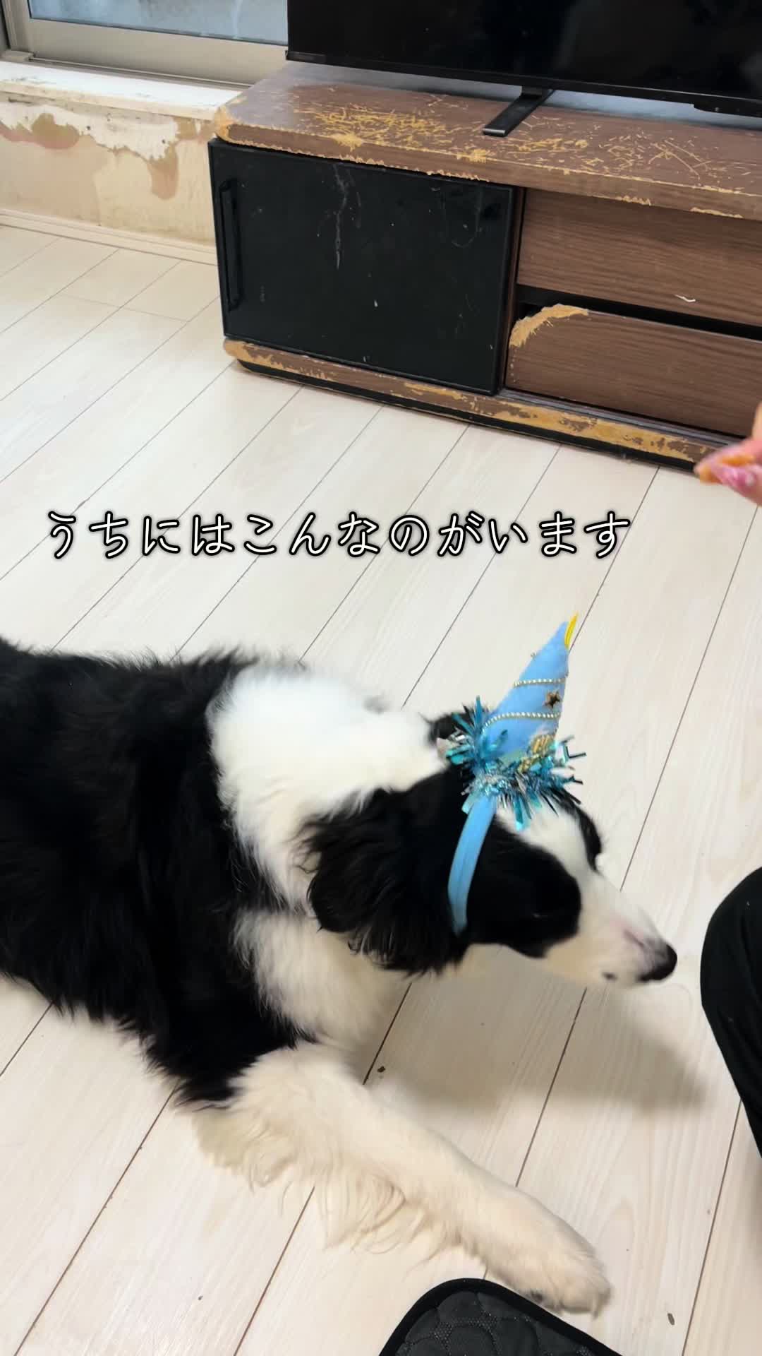 @我が家の日常