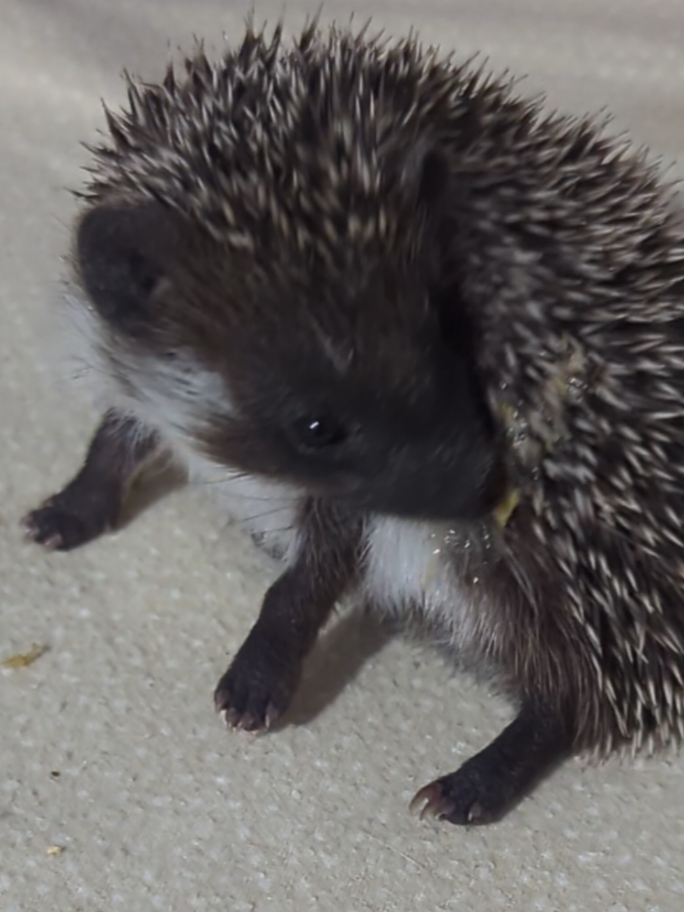 @hedgehogprecision