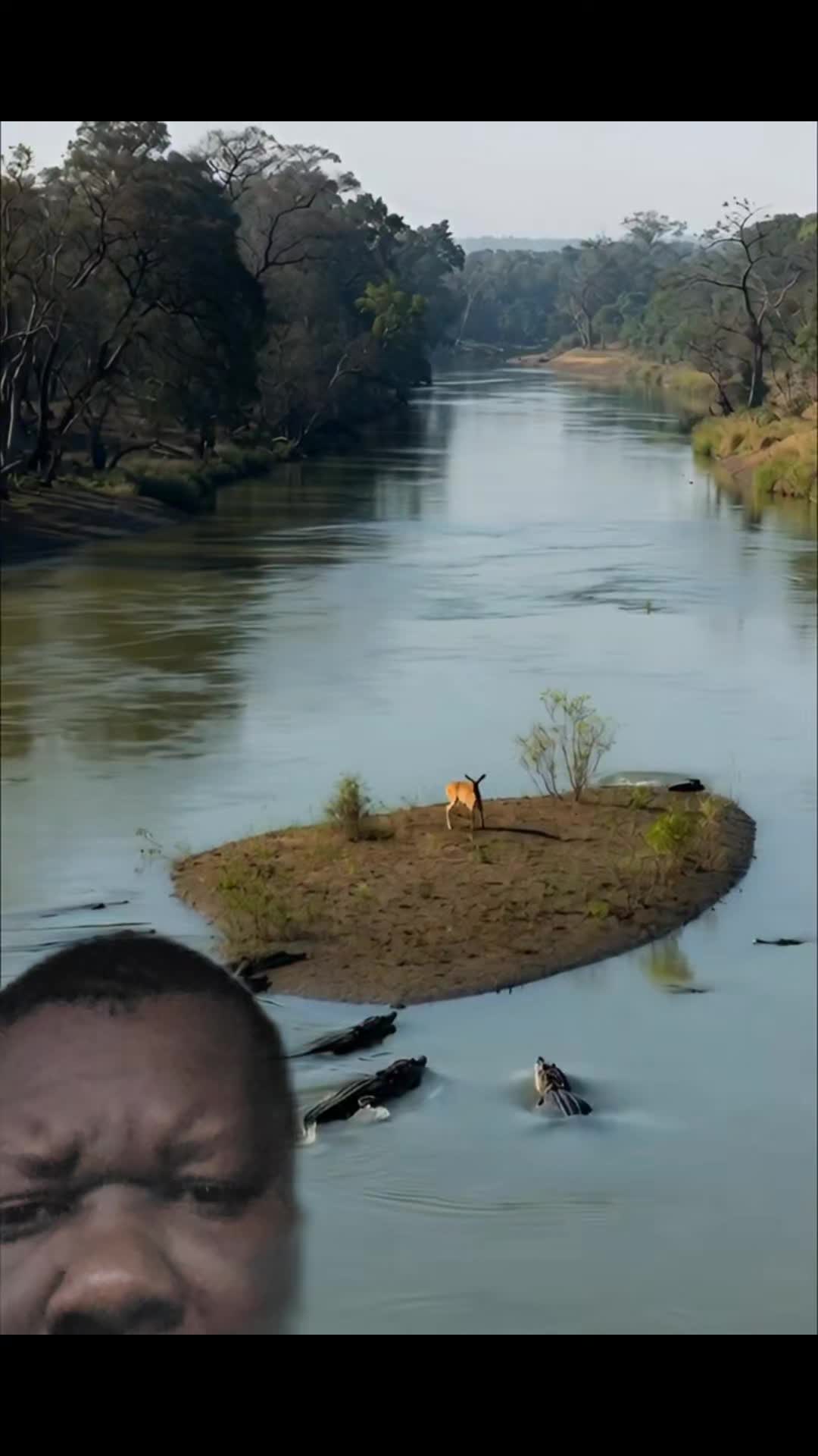 @Dodo