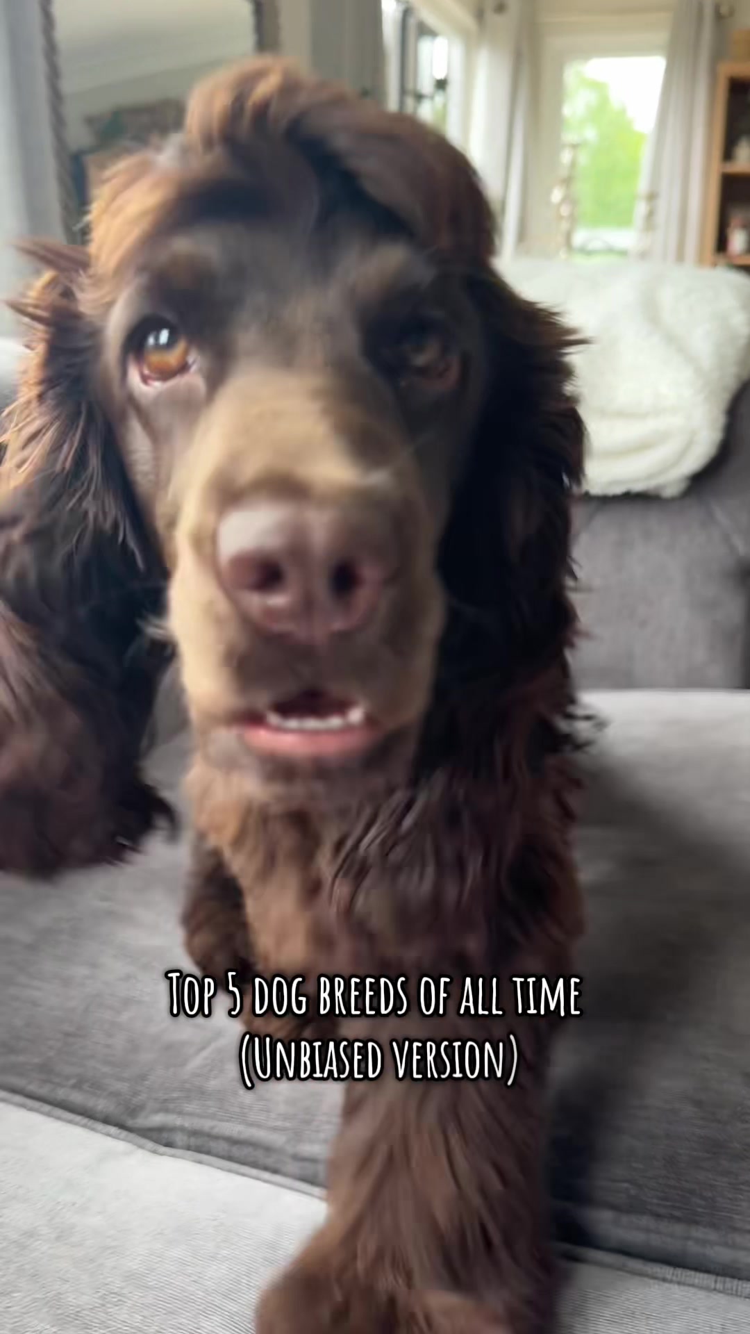 @Honey_The_Show_Cocker 🤎🐾🤎