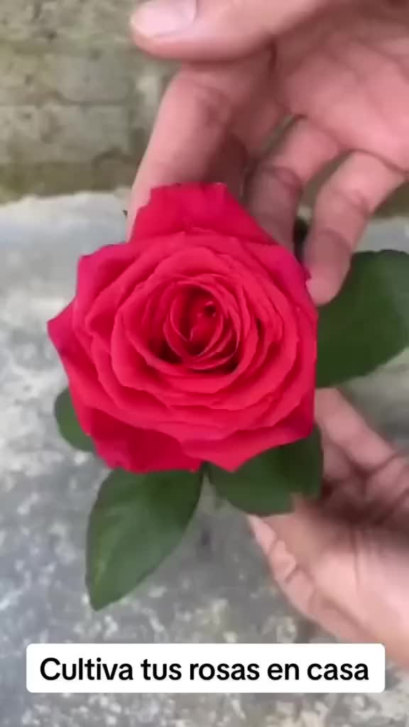 @MIJARDIN