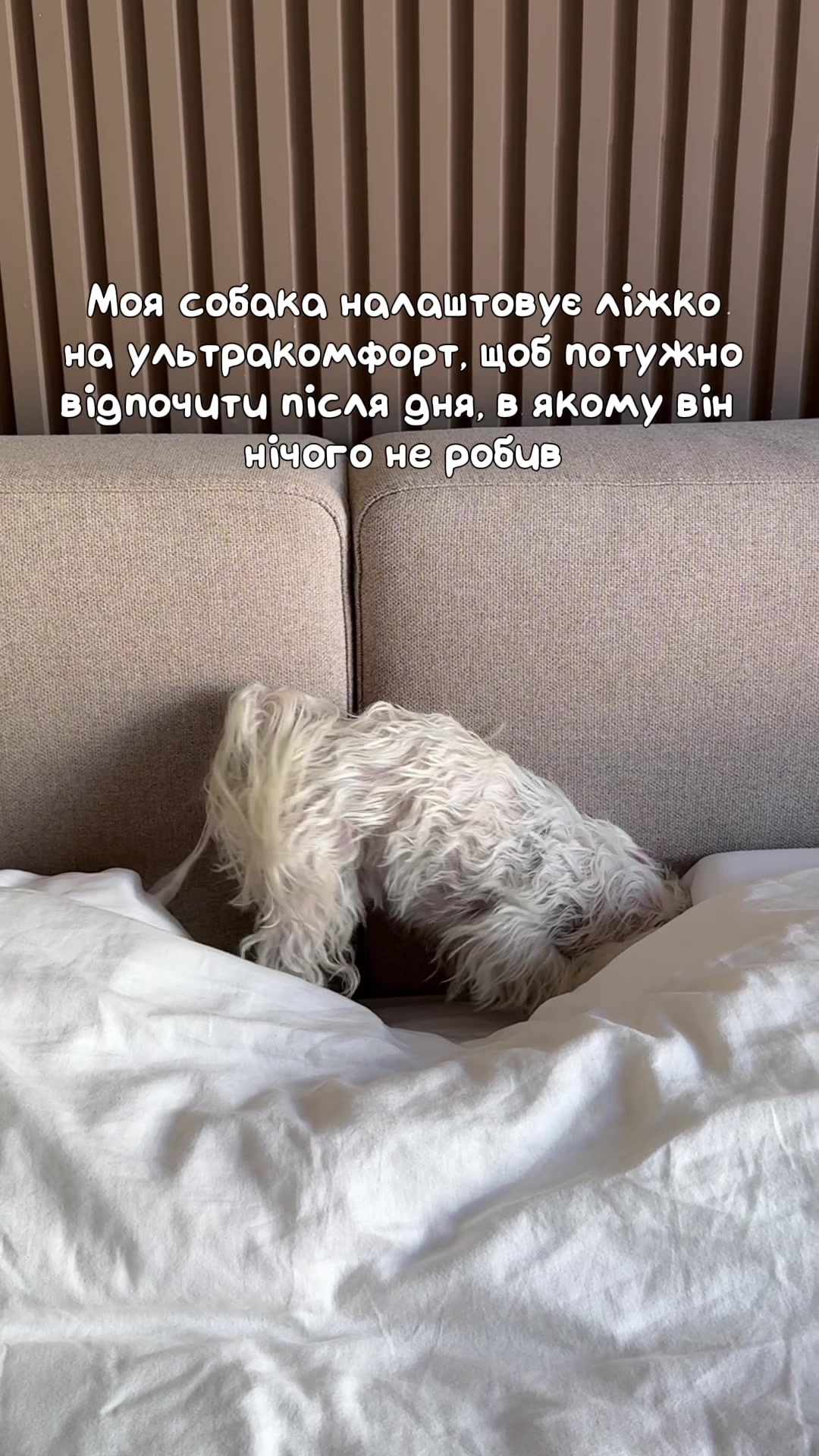 @I'm Eti 🐶🇺🇦