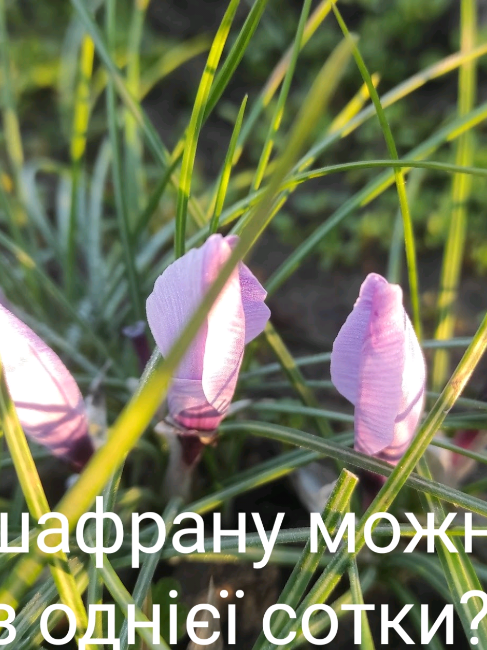 @Олег