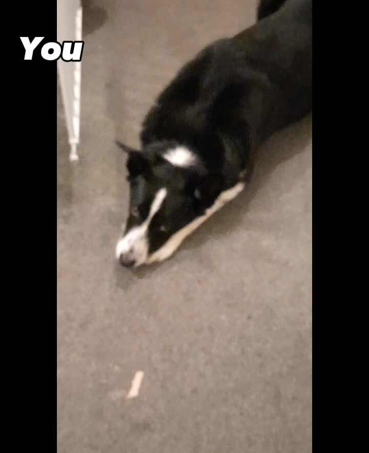 @BordercolliesAnonymous
