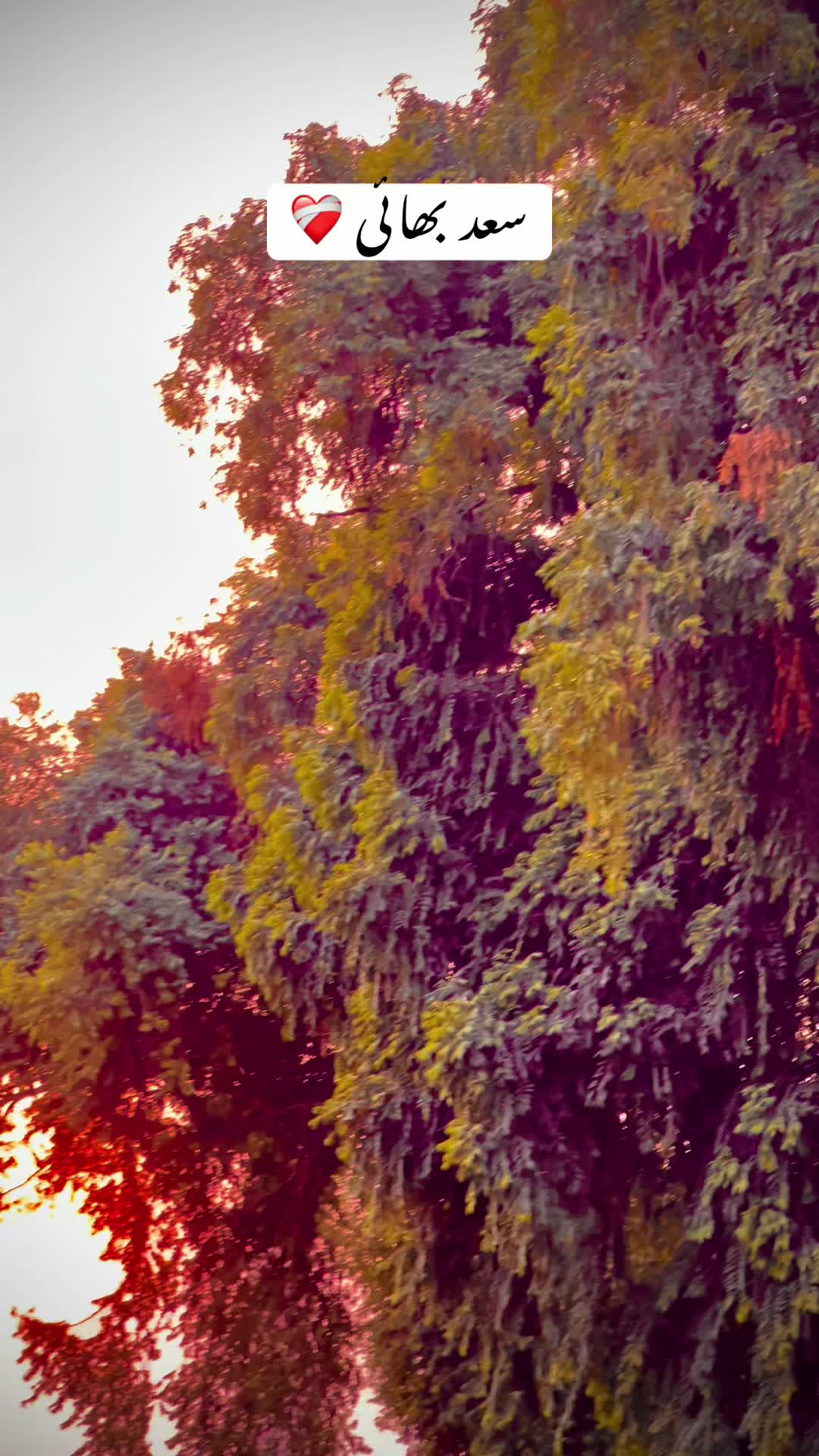 @𝗝𝗔𝗡𝗔𝗠 𝗘𝗗𝗧𝗜𝗫 ♡