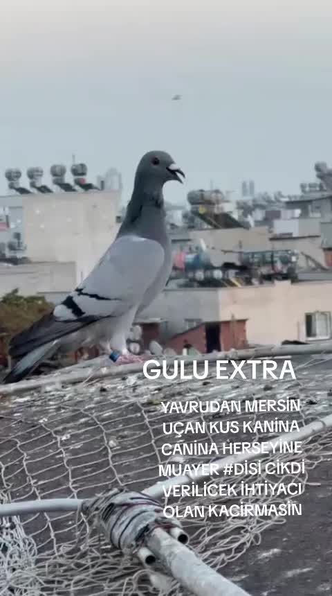@mersinli.0233