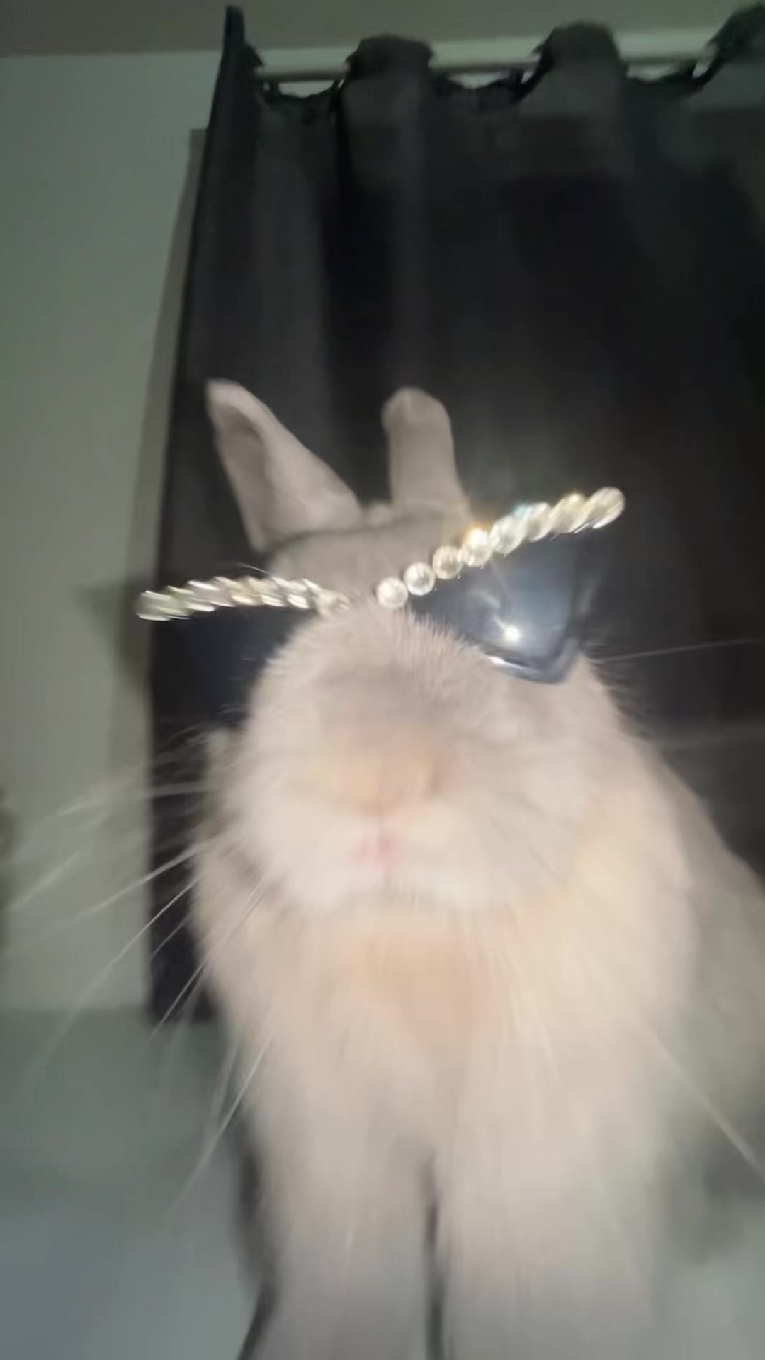 @PantoufleLapin