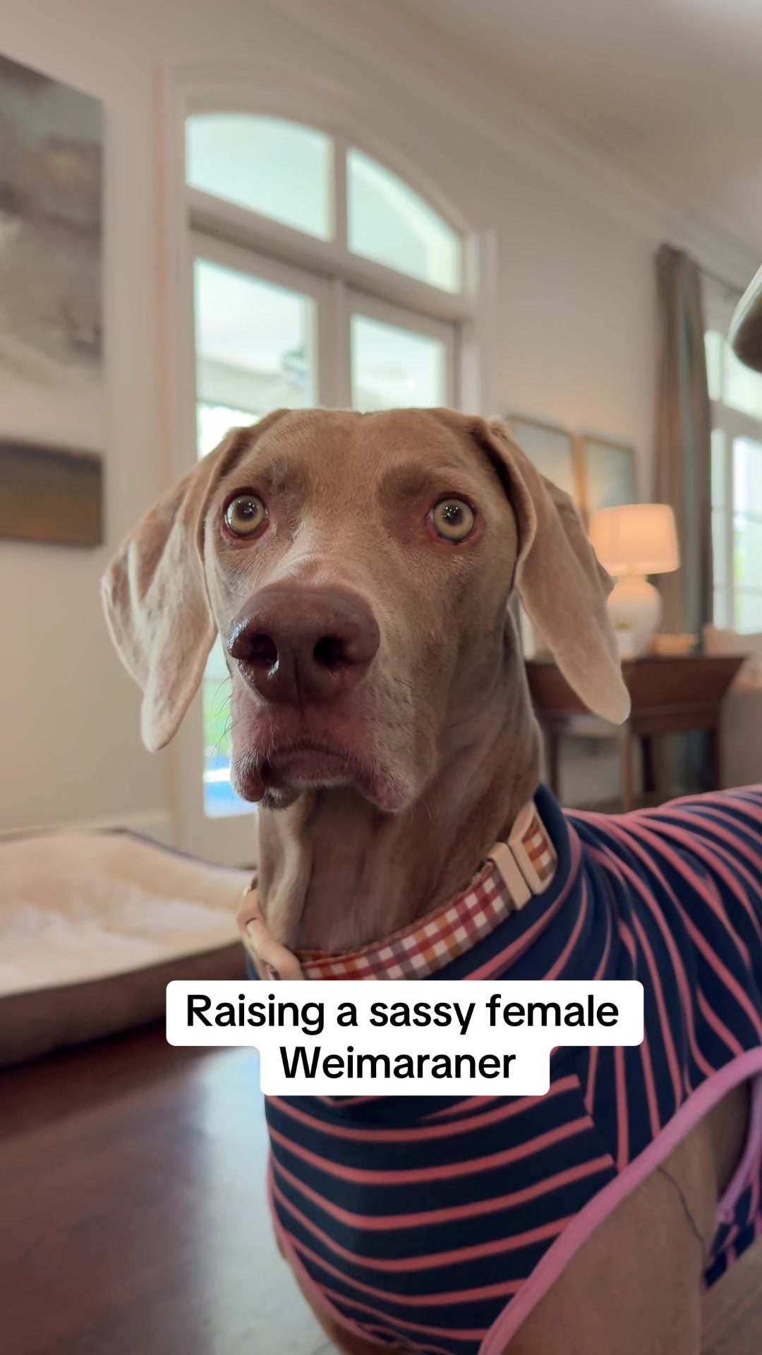 @Zoey the Weim