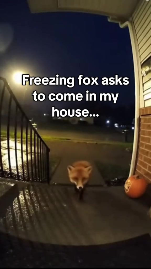 @AnimalWorld