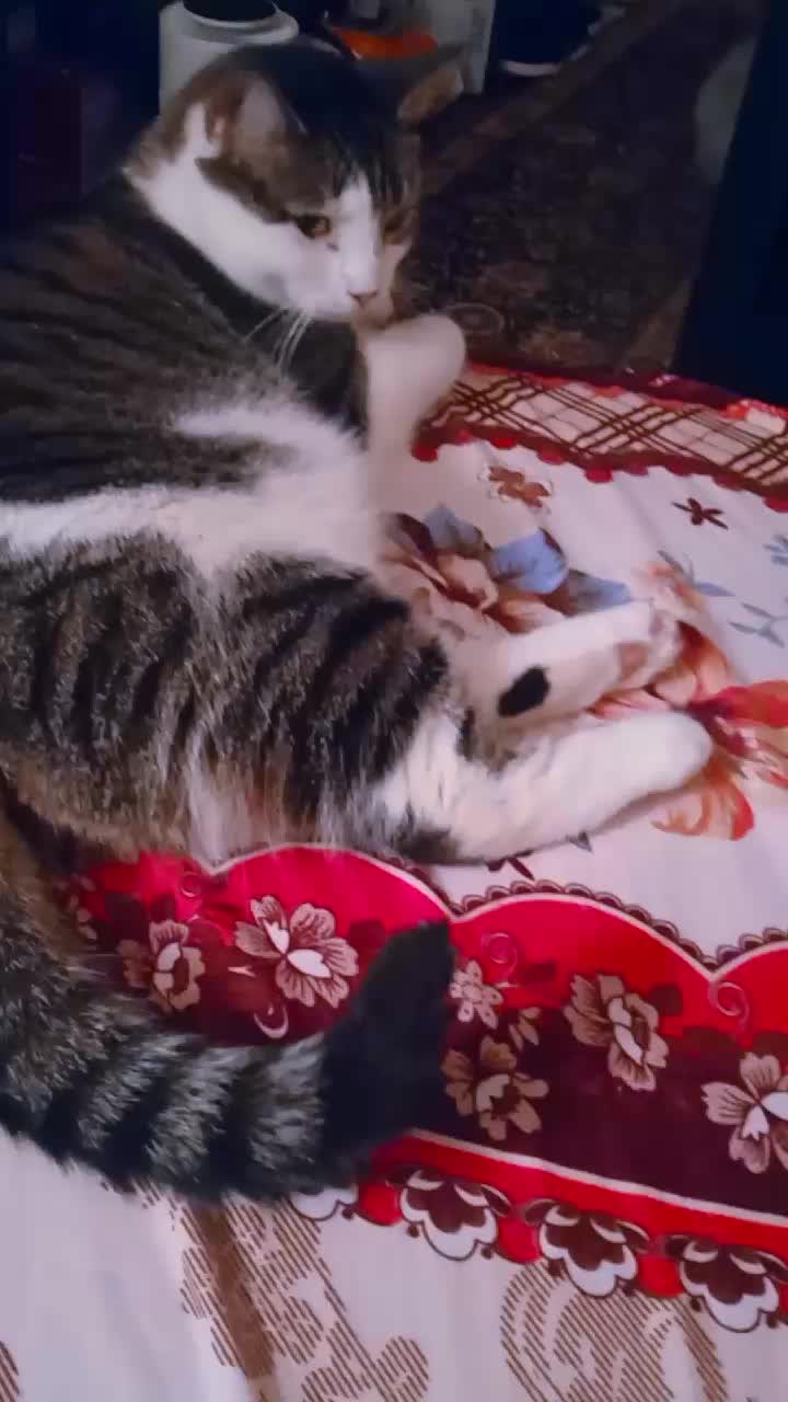 @CookieCrisp_TheCat
