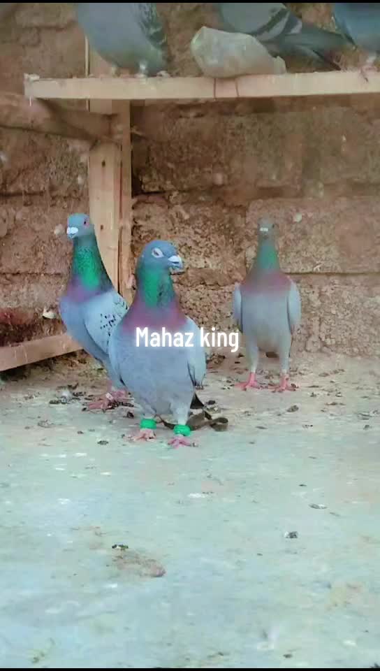 @👑MAHAZ king👑