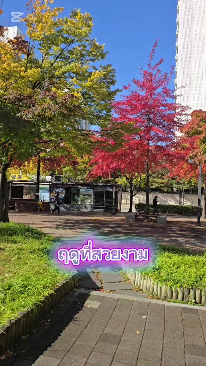 @🌼Nit (닛) แม่บ้านเกาหลี🎎🍄🌼