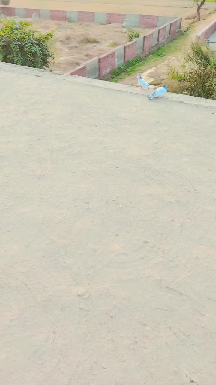 @shaikpora..wala
