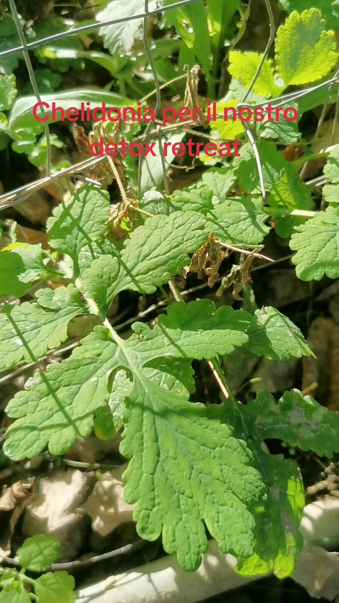 @Erbologia eroica
