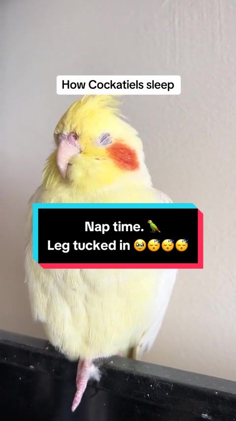 @Bixby the Budgie