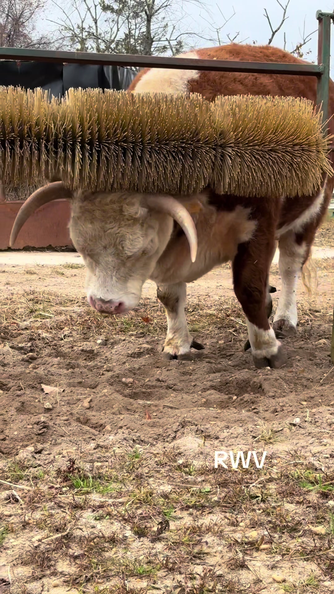 @RWV Land & Livestock