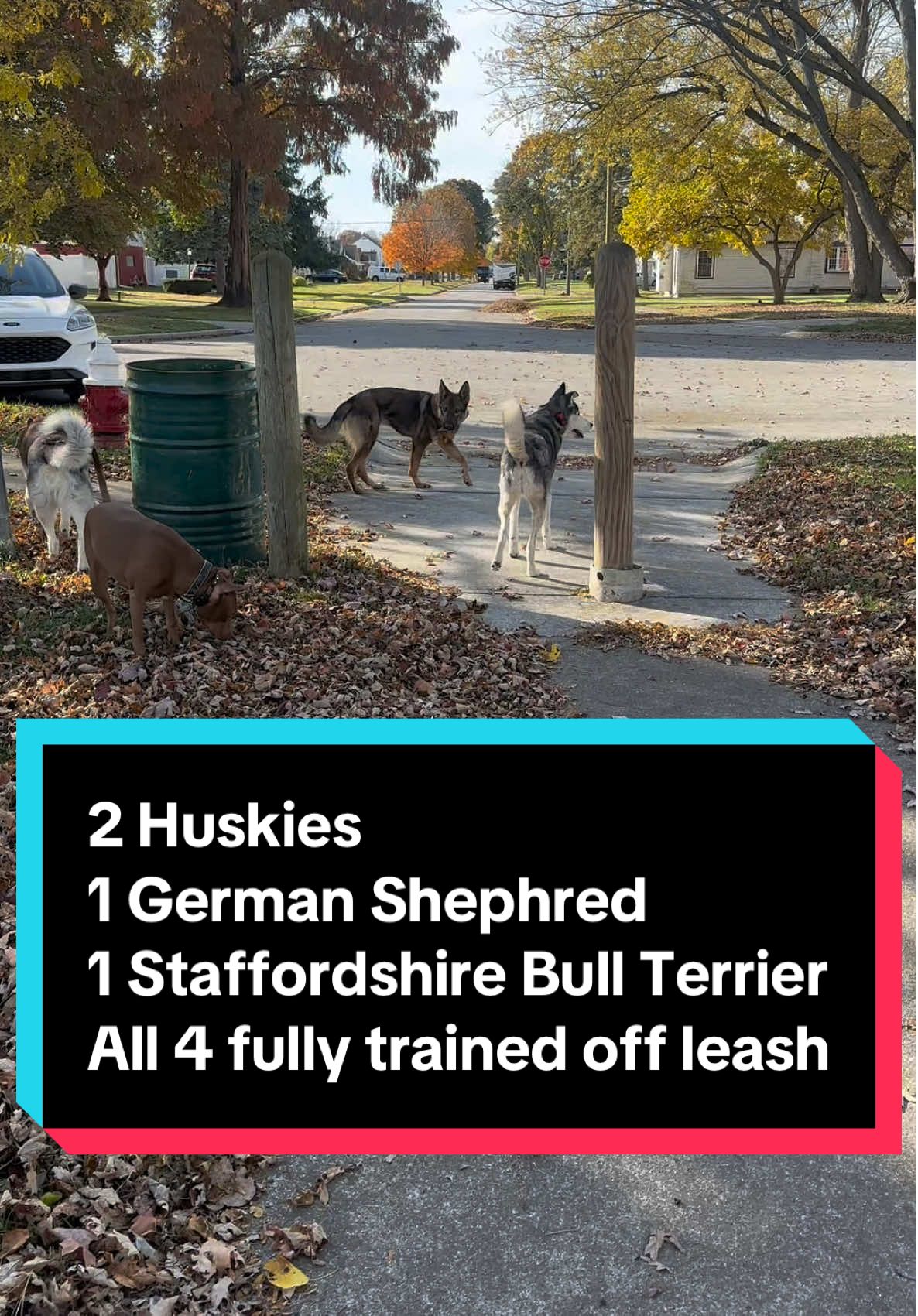 @Fully Unleashed K9 Training