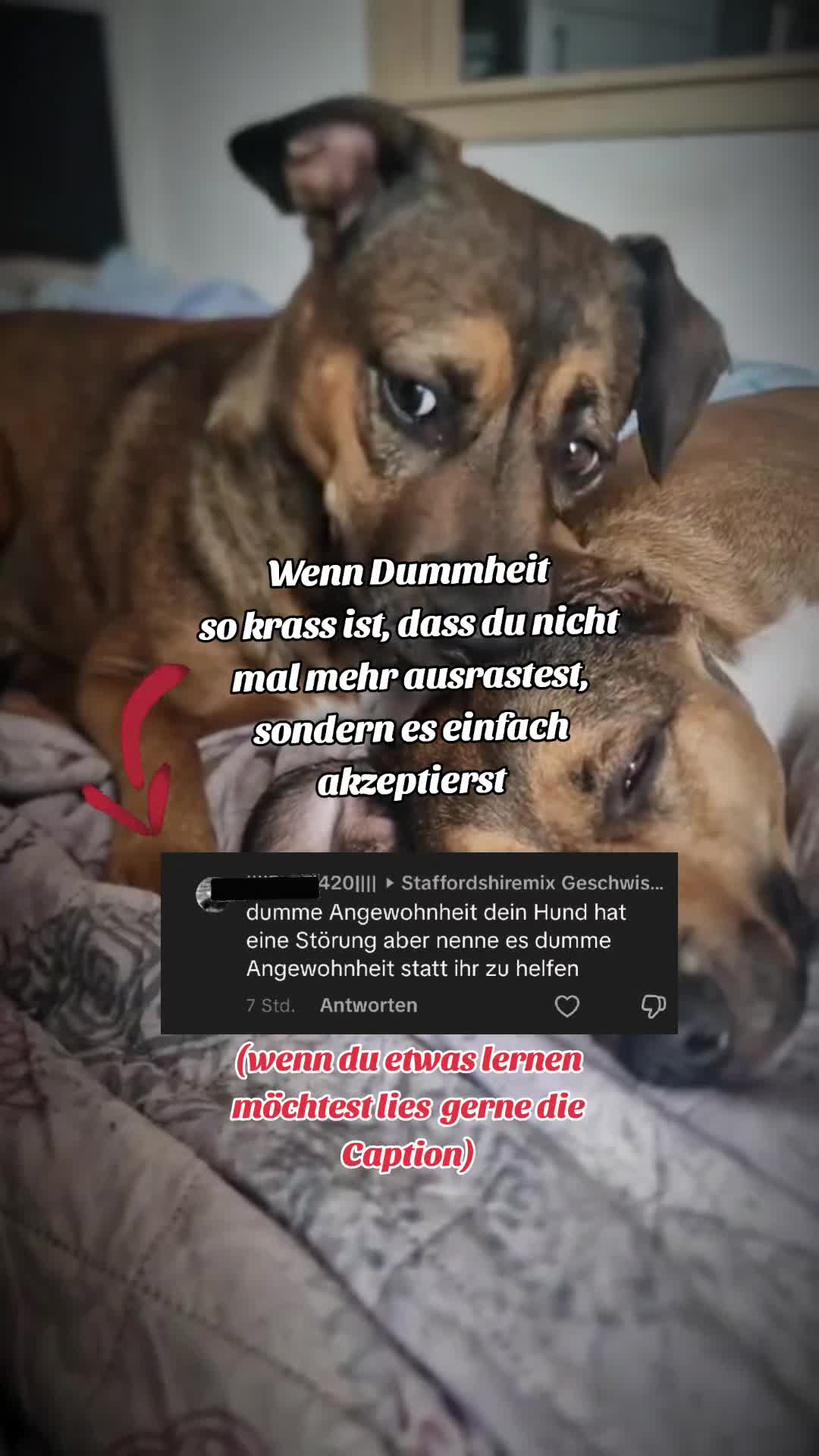 @Staffordshiremix Geschwister🐾