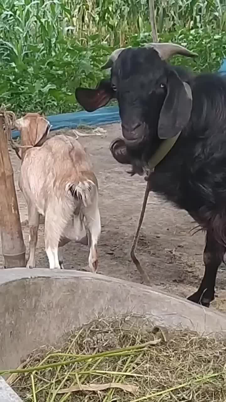 @Wildlife Animal