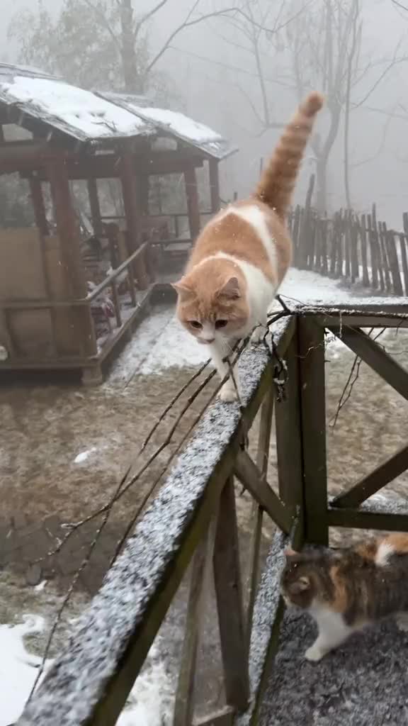 @终南山喵