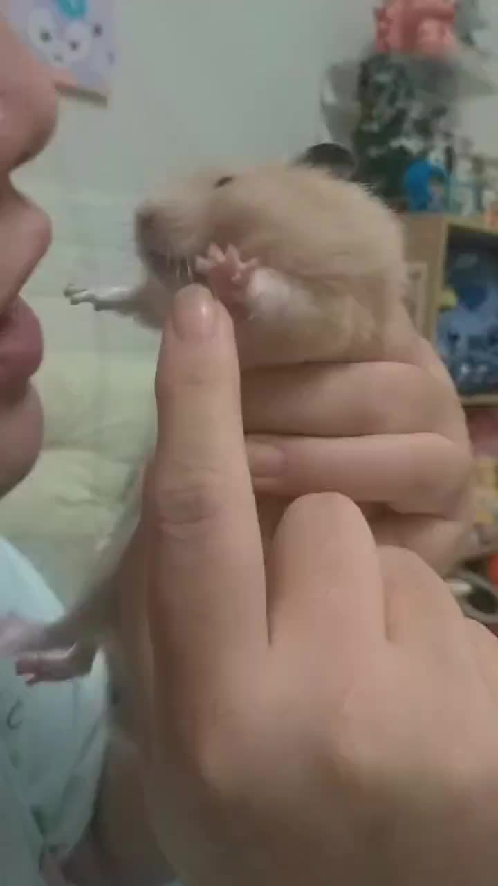 @鼠不盡的精彩