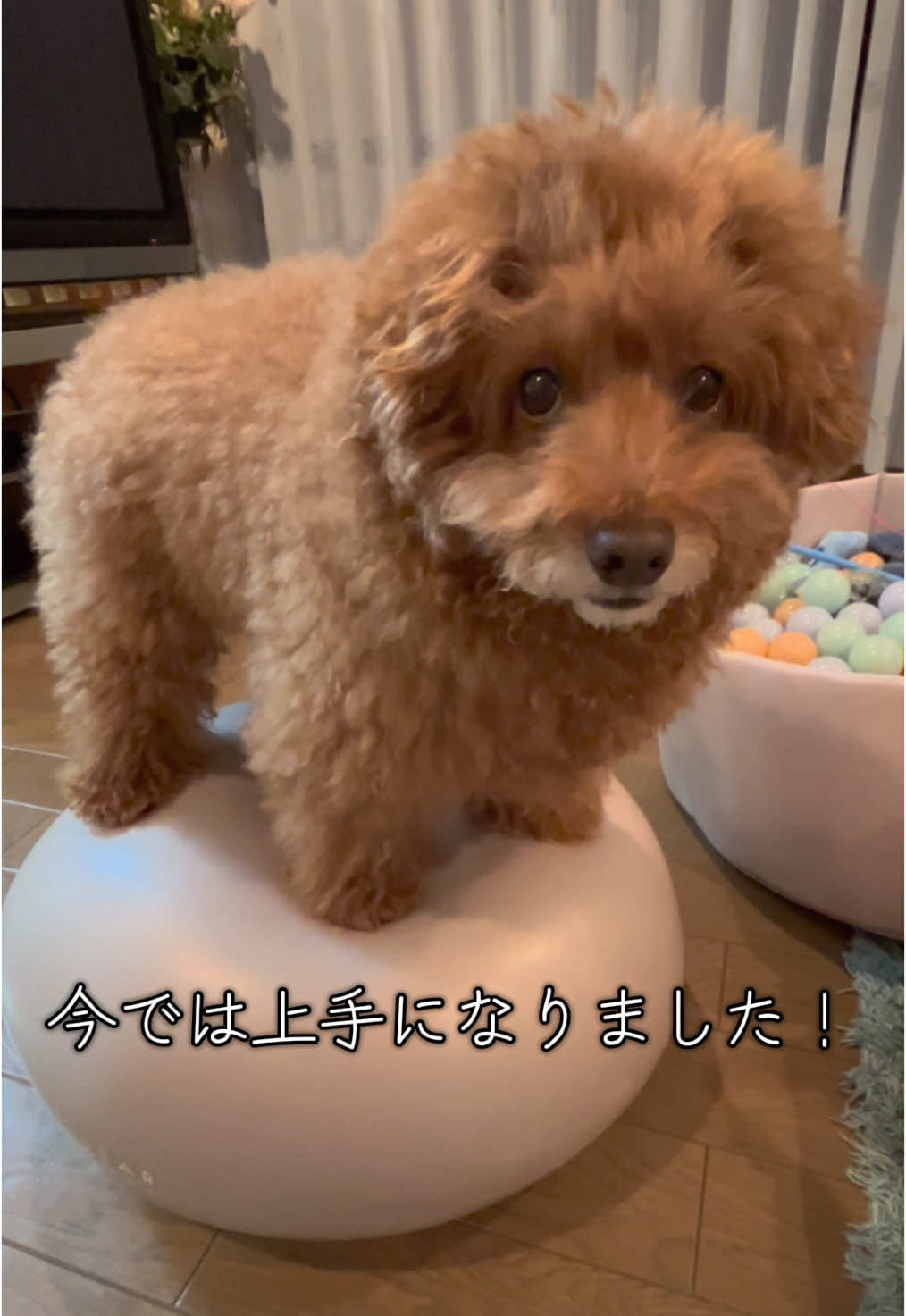 @ｾﾚﾌﾞﾘﾃｨｰ