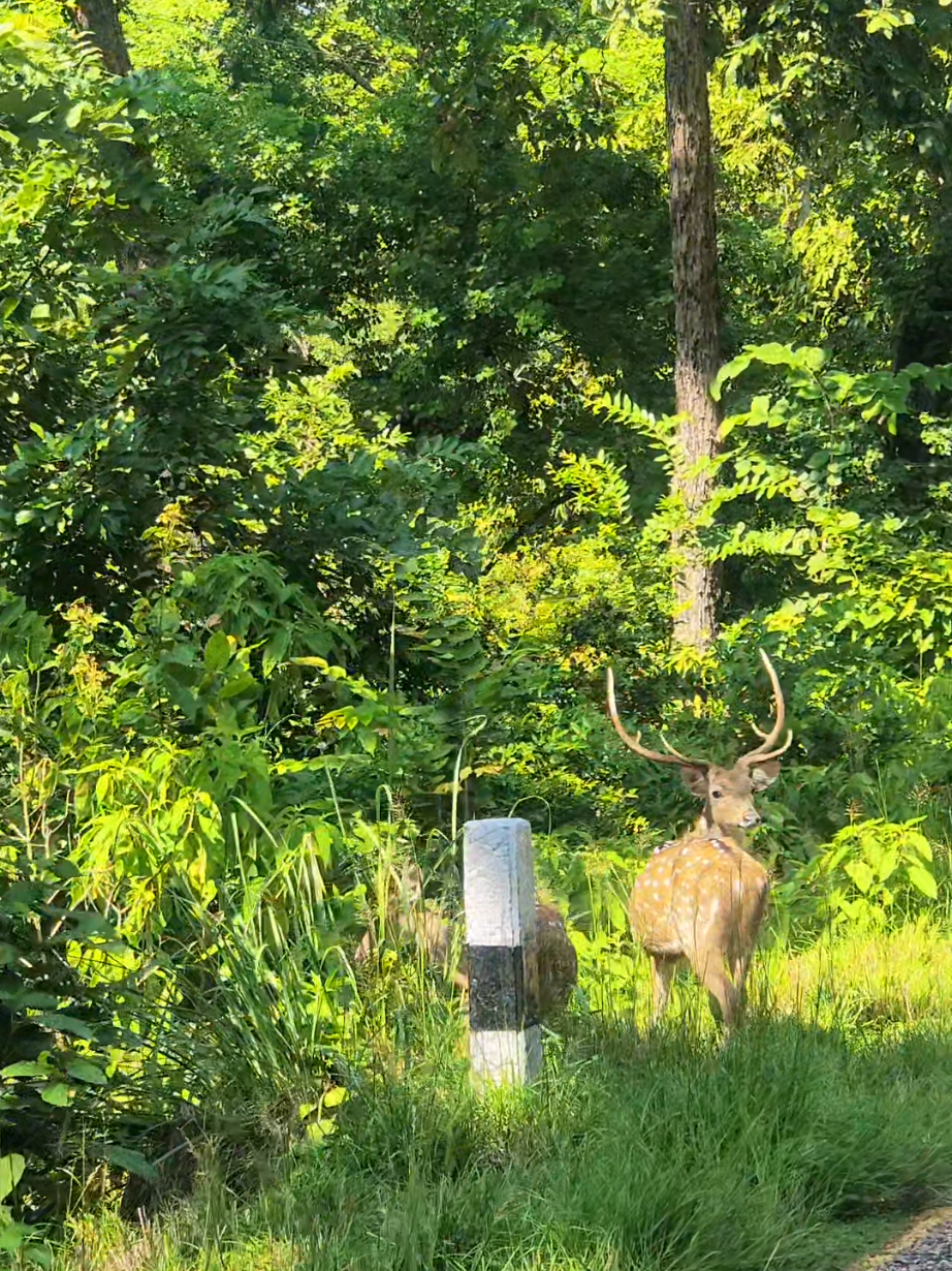 @Shristuu🦌