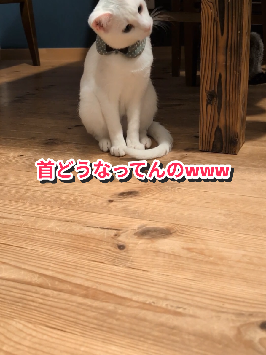 @にゃんご🐱