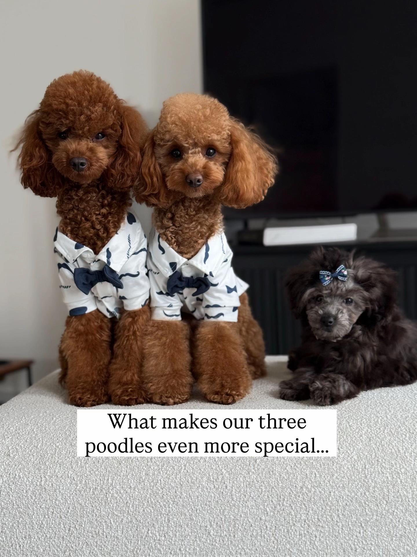 @Two & A Half Poodles | Dog Mom
