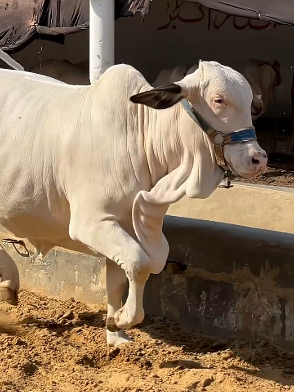 @Karachi Bull lovers