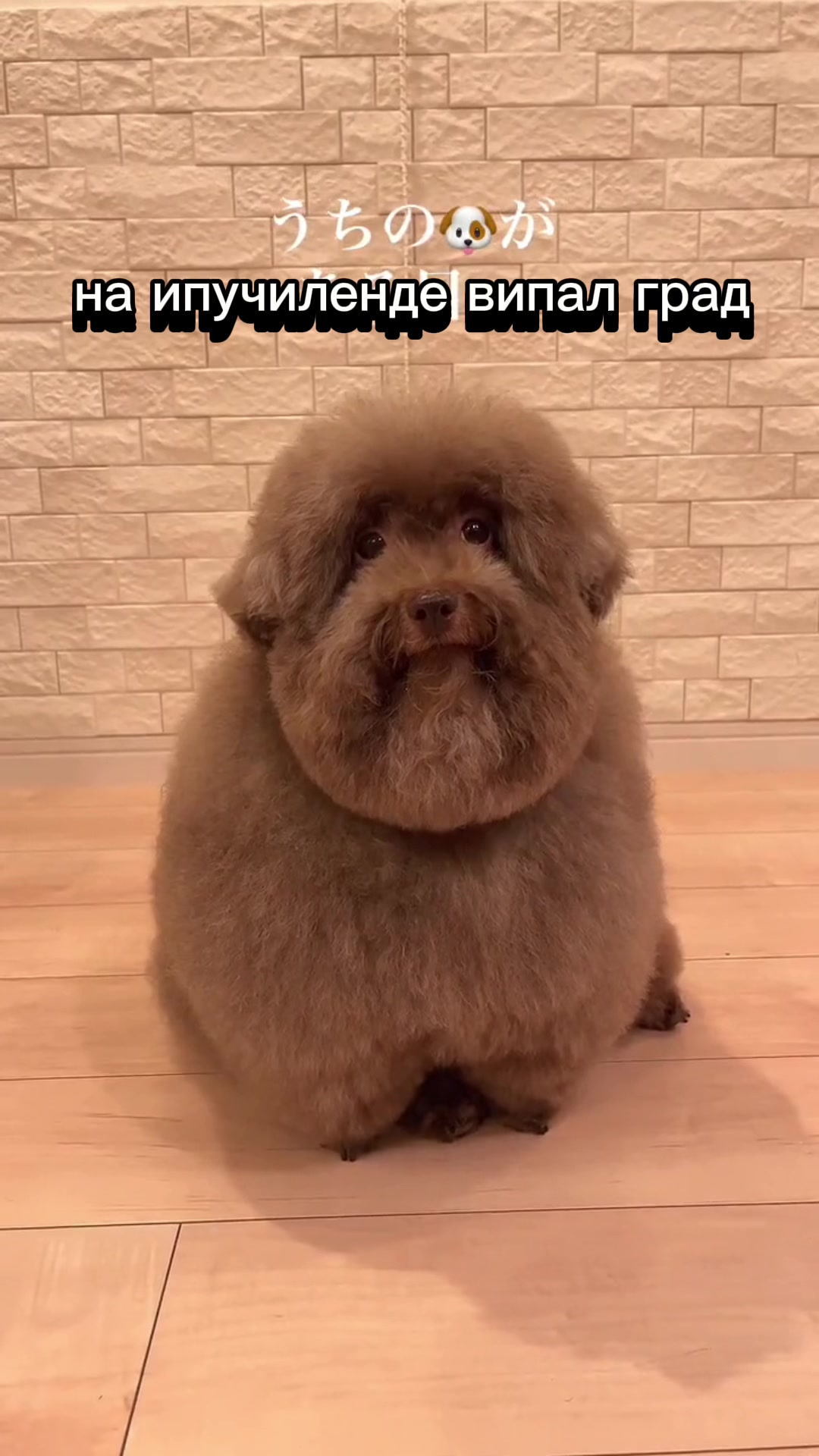 @ипучи