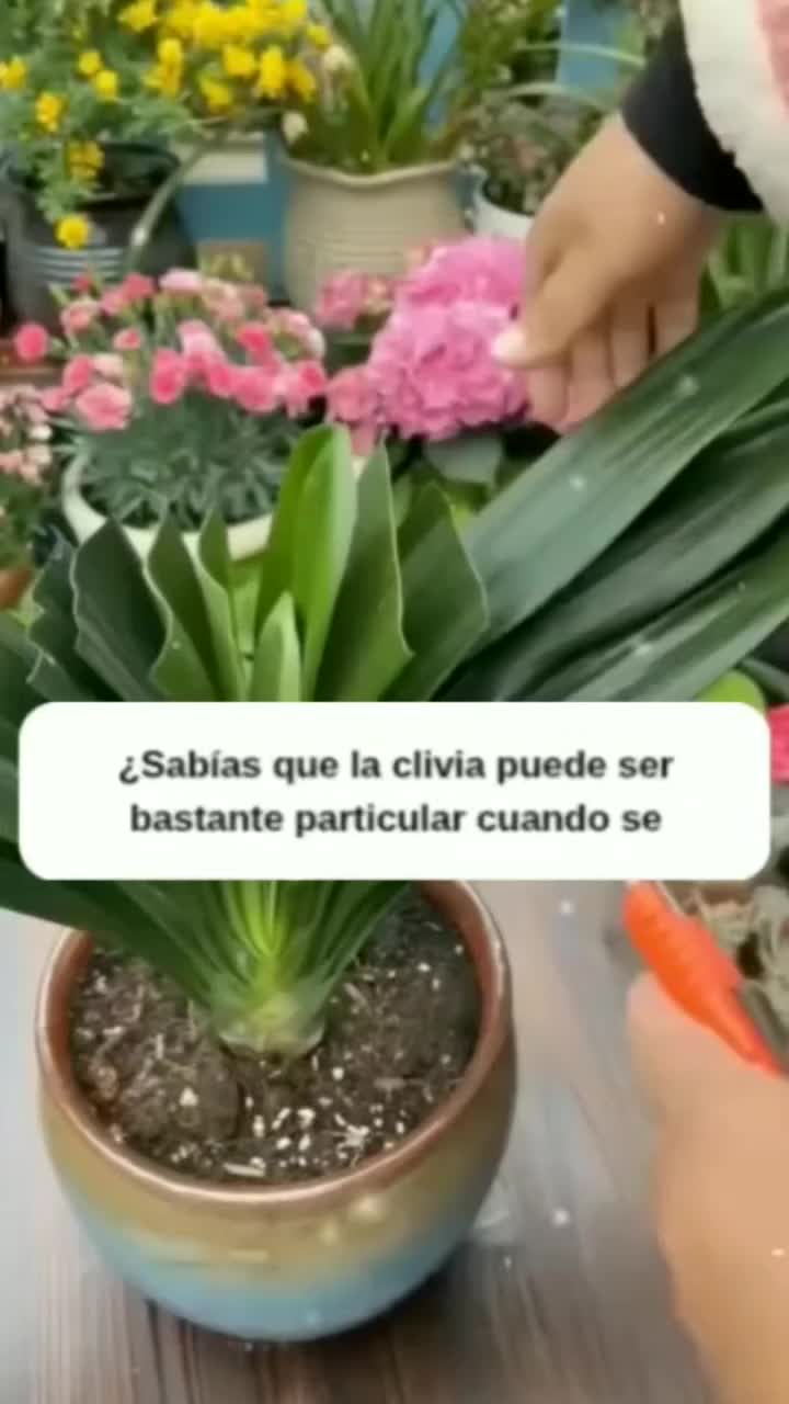 @MIJARDIN
