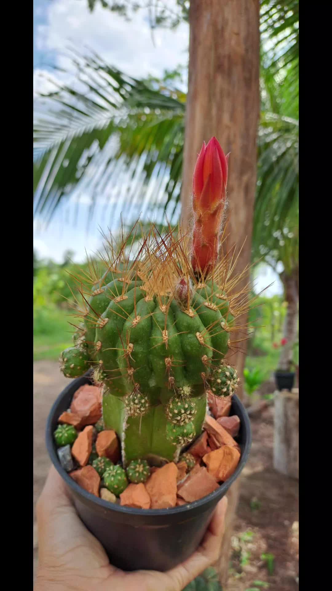 @Cactos & Poesia🌵🤍✍️🏽