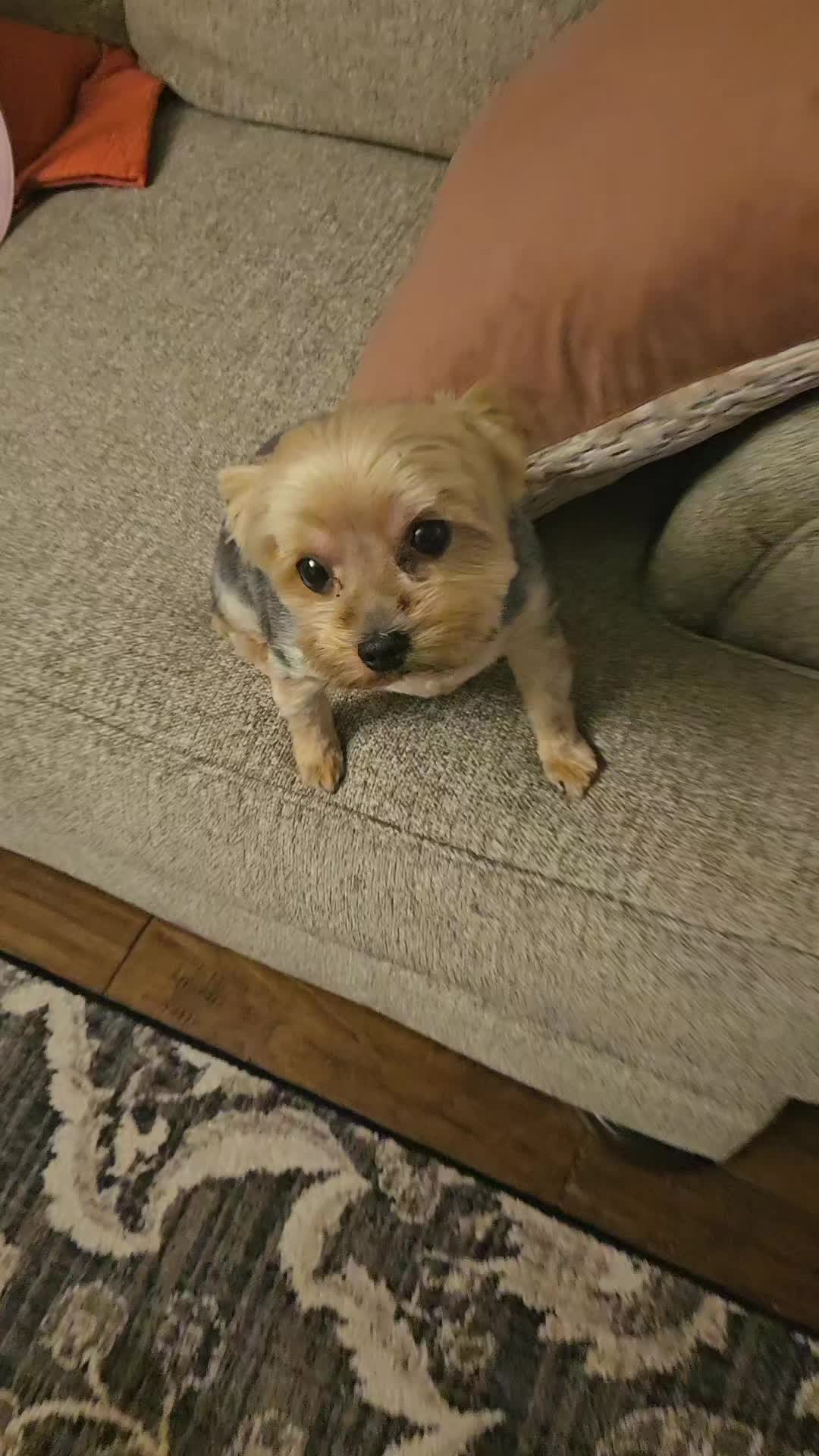 @KittyVloggerGurl