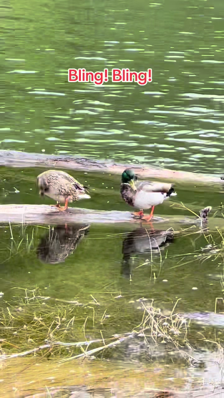 @DuckDaddy907