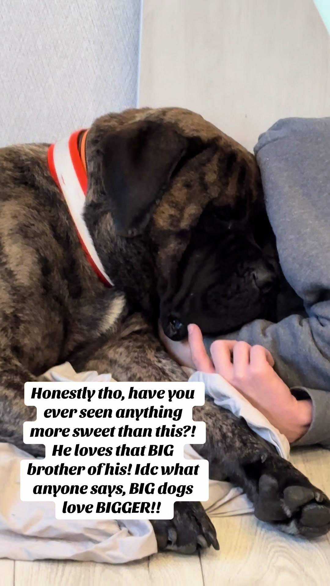 @HULK the mastiff