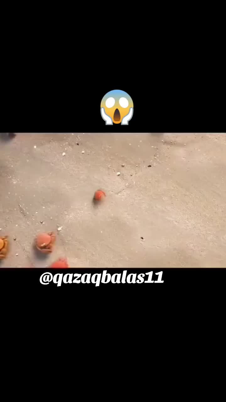 @𝐐𝐀𝐙𝐀𝐐 𝐁𝐀𝐋𝐀𝐒𝐈𝐈