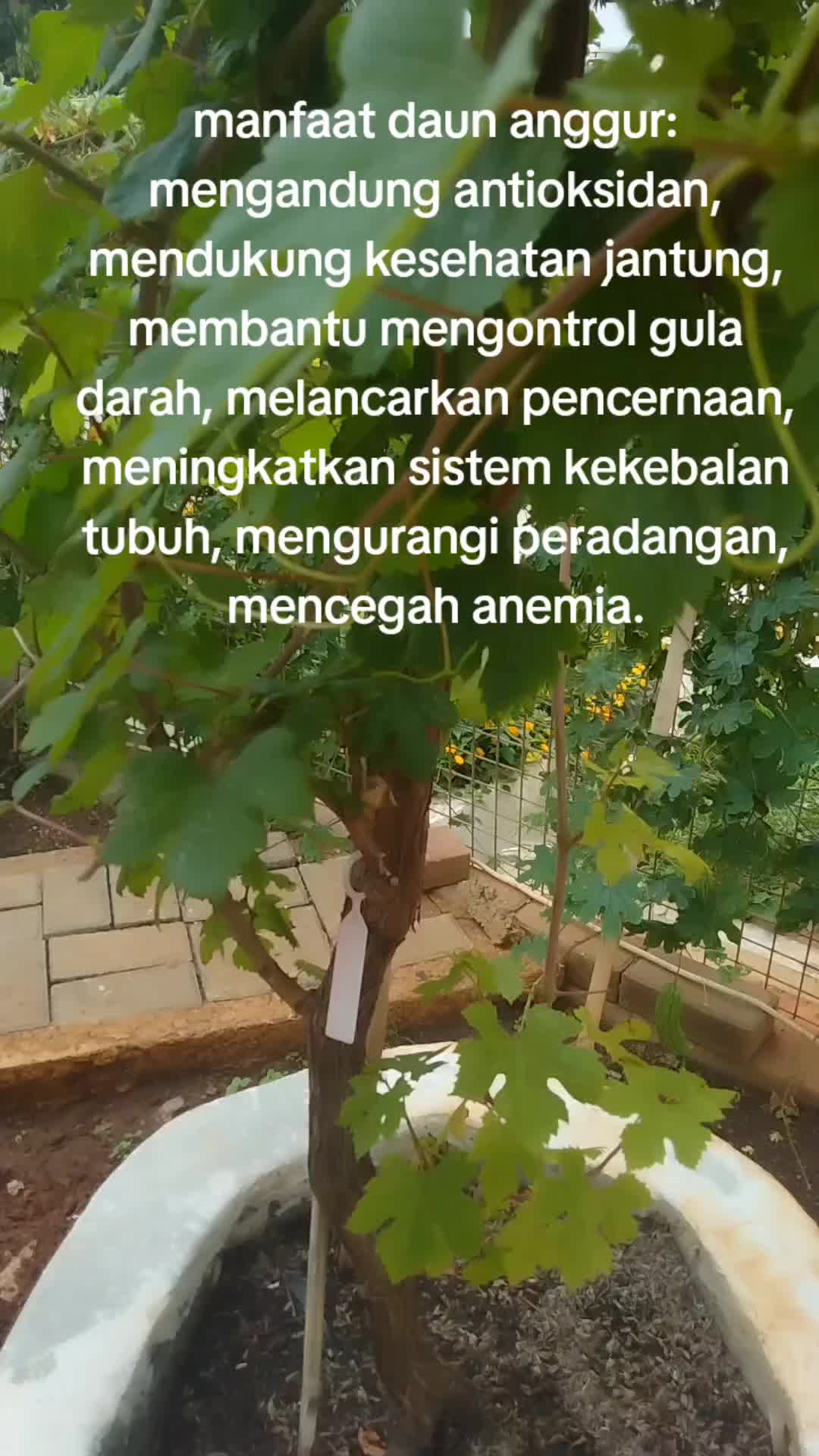 @reny glamur
