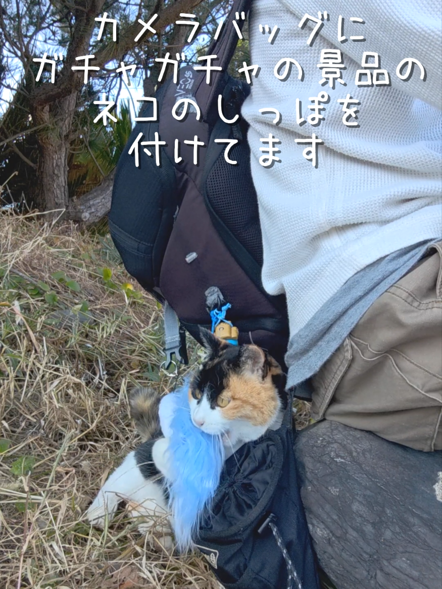 @猫写真家 森永健一