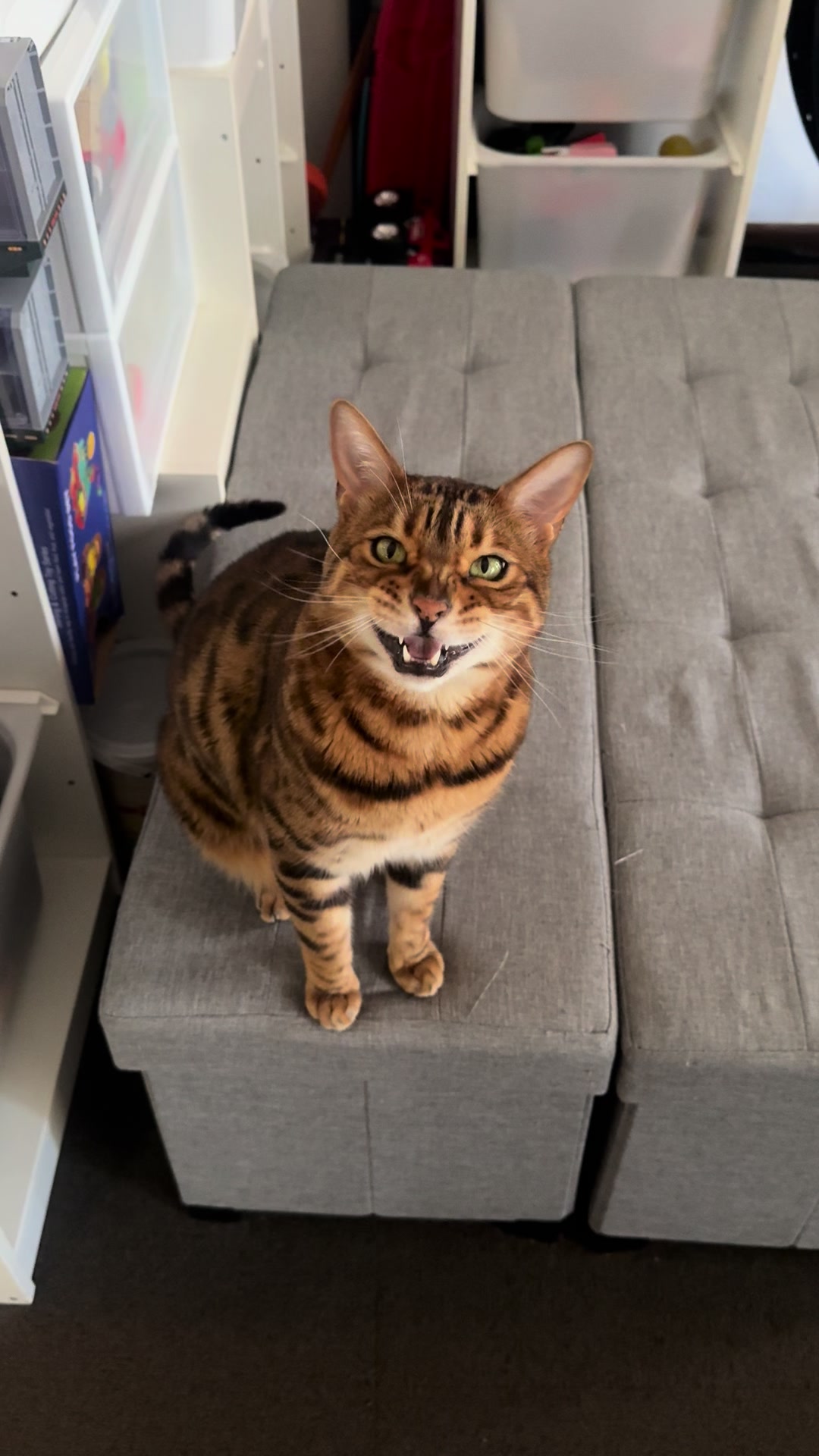 @TiggerthebrownBengal🇦🇺