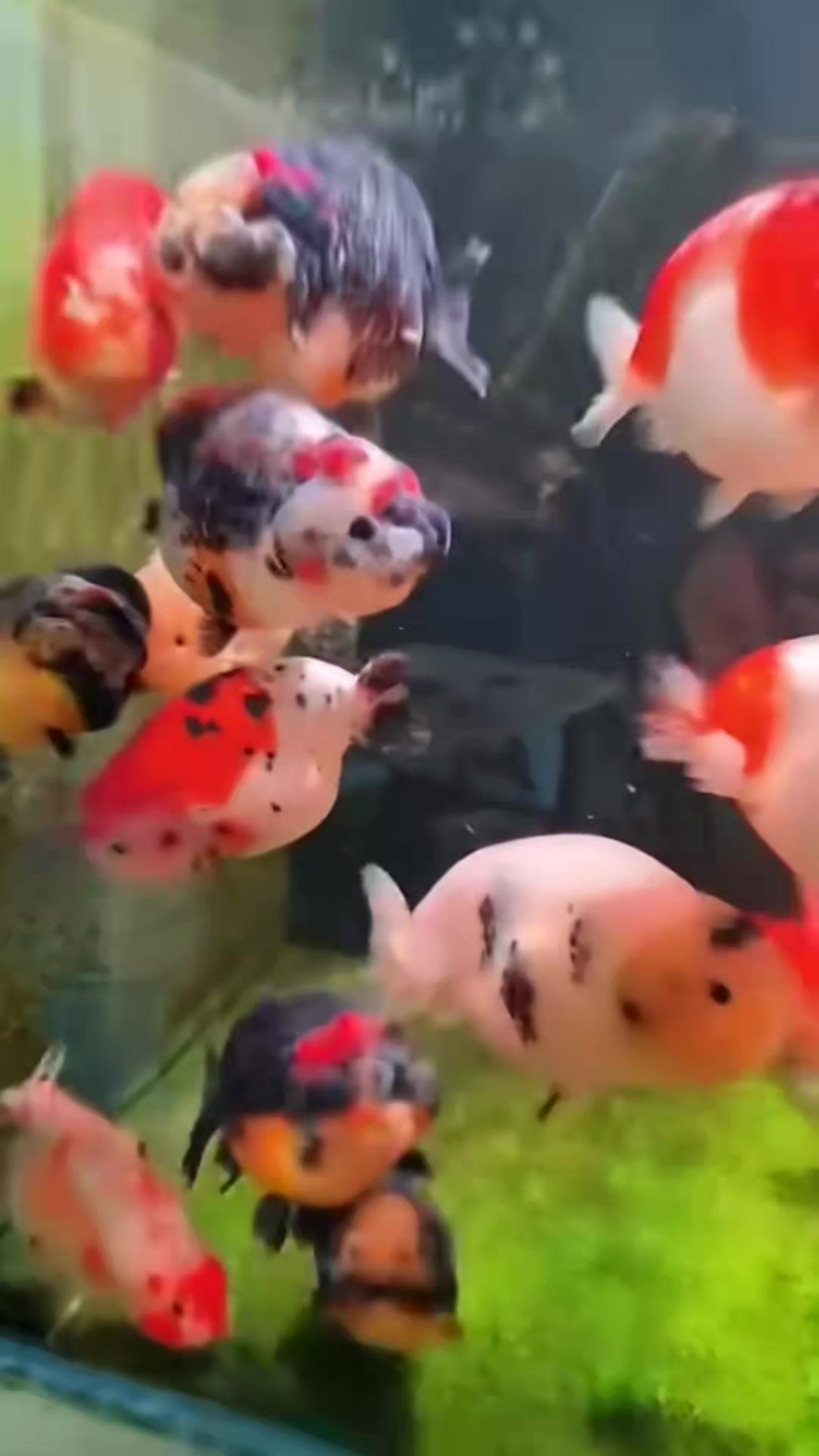 @𝕂𝕚𝕟𝕘 𝔾𝕠𝕝𝕕𝕗𝕚𝕤𝕙 3