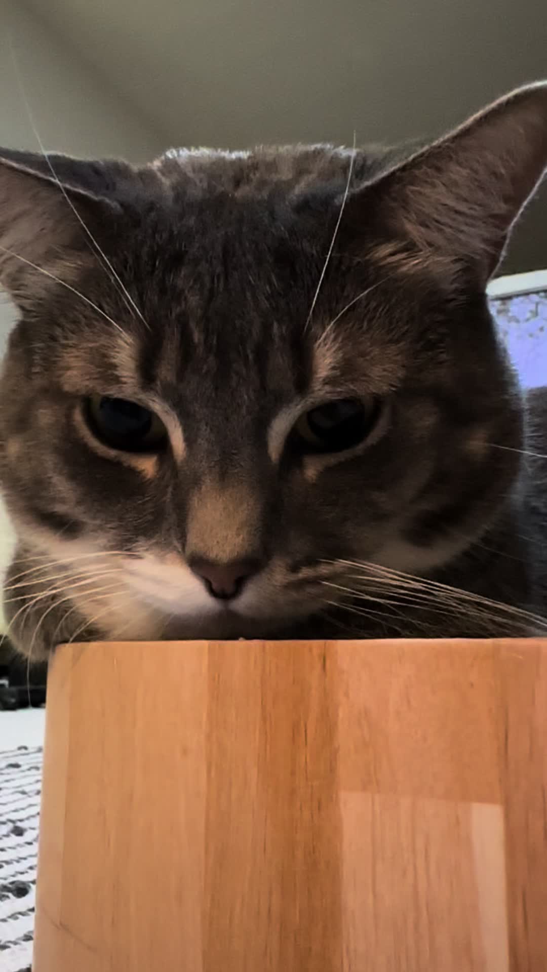 @猫のテツ