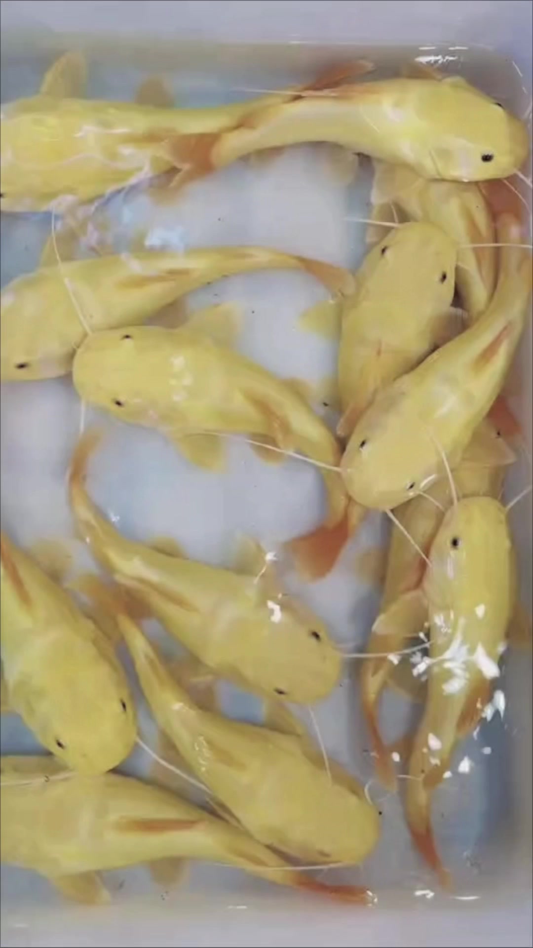 @網上看魚