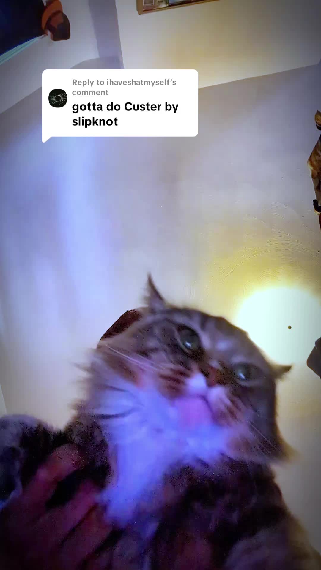 @Harry Styles the cat 😺😺